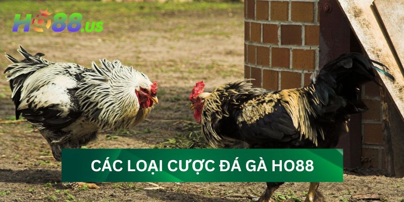 Các loại cược phổ biến trong đá gà Ho88 Các loại cược phổ biến trong đá gà Ho88