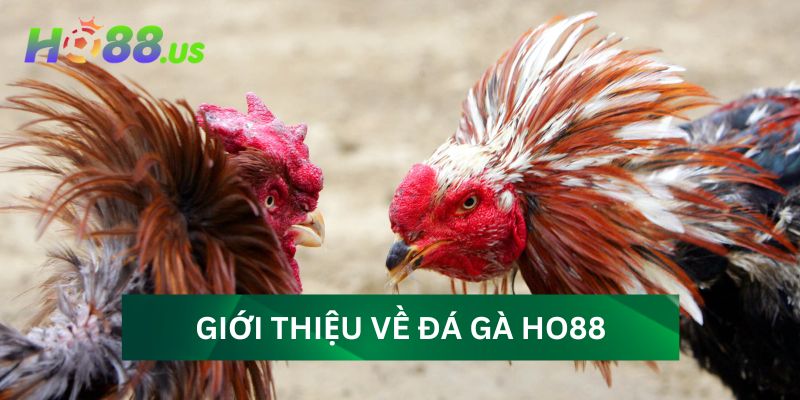 Giới thiệu về đá gà Ho88 và những điểm nổi bật Giới thiệu về đá gà Ho88 và những điểm nổi bật