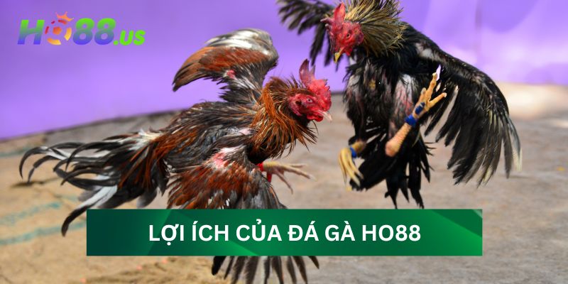 Mẹo và chiến thuật đá gà để đạt hiệu quả cao Mẹo và chiến thuật đá gà để đạt hiệu quả cao